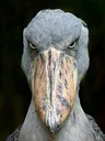 Shoebillstare