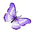 ButterflyPurple