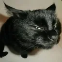 sideeyecat