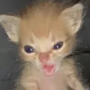 angykitty