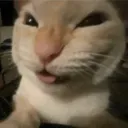 deviouscat