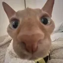 bingu