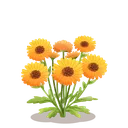 fsc_calendula