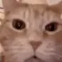 laughingcat