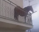 thehorse
