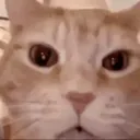 cat_serious