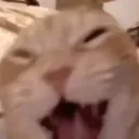 cat_laugh