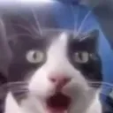 cat_shook cat_shook
