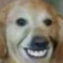 XDog