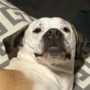 A white and brown dog looking directly at the camera with a suspicious and unimpressed expression.