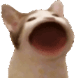 anothercat