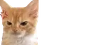 5409274209937398386