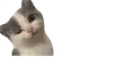 5332761742676071494