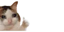5325888510807251031