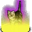 ravecat1 ravecat1
