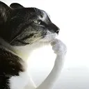 CatWisdom
