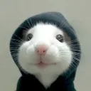 broiminnocent