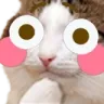 cat_blush