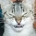catsmug