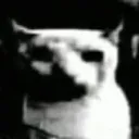 cat_doom