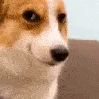 dog_smirk dog_smirk
