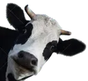 cowstare cowstare