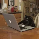 cattype cattype