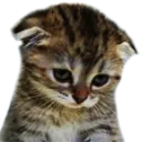 sad_cat