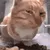 catsideeye