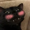 catblush