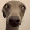doggysideeye