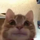 cat cat