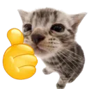 thumbsupfleecer thumbsupfleecer