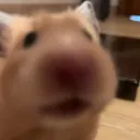 hamsterSniff