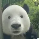 6panda