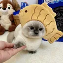 cat_kia_grrrr