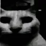 Cat23 Cat23