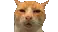 huh_cat