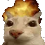 gatoFire