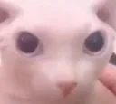 Bingus
