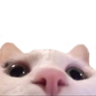 lurky_samatva Discord emoji