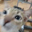 catwut catwut