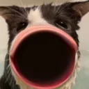 omegasog omegasog