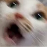 catescared
