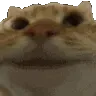 catyes