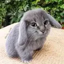 cabbit cabbit