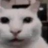 Catdelusional