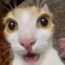 BAI_BLUH BAI_BLUH