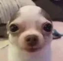 CUTEDOG