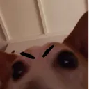 angymoose